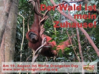 World Orangutan Day am 19. August 2013 (Foto: chari am 01.08.2013) [3856]