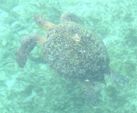 Ein Traum: Green Turtels an unserem Boot (Foto: chari , Pulau Derawan, Kalimantan, Indonesien am 22.01.2014) [4123]