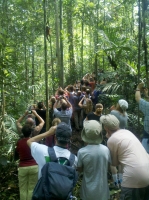 Viele schauen den Einen an (Foto: chari , Semenggoh, Sarawak, Malaysia am 22.08.2014) [4276]