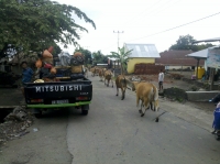 Wagen nach Senaru (Foto: chari , Sembalun Lawang, Lombok, Indonesien am 16.12.2014) [4374]