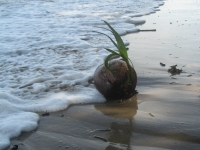 Der zarte Start einer Kokospalme … (Foto: katarina , Pulau Labuan, Labuan, Malaysia am 18.12.2013) [4620]