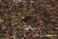 Kleine Waldmaus mit Grashalm (Foto: chari , Hillesheim, Osteifel 27, Deutschland am 11.06.2017) [4845]