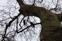 Vögel in Platane (Foto: chari , Metsovo, Epirus, Griechenland am 07.04.2018) [5030]