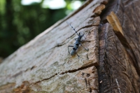 Entdeckung am Wegesrand: ein besonderer Käfer (Foto: katarina , Vikos-Schlucht, Epirus, Griechenland am 01.07.2019) [5234]