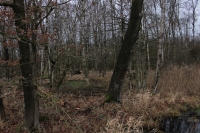 Bieken im Moor (Foto: chari , Nienwohlder Moor, Schleswig-Holsteinische Geest 69, Deutschland am 10.01.2020) [5336]