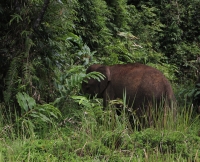 Elefant verschwindet im Dickicht (Foto: chari , Danum Valley, Sabah, Malaysia am 28.01.2023) [5651]
