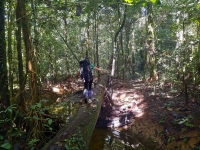 Vom Camp 1 zurück zum Headquarter (Foto: chari , Gunung Mulu National Park, Sarawak, Malaysia am 02.02.2023) [5661]