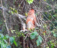 männlicher Nasenaffe beim Frühstück (Foto: katarina , Santubong, Sarawak, Malaysia am 08.02.2023) [5662]