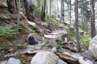 Rucksack im Wald (Foto: chari , Tavignano-Tal, Korsika, Frankreich am 26.05.2024) [5962]