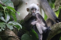 Mutter mit Kind (Foto: chari , Gunung Leuser National Park, Sumatra, Indonesien am 10.04.2025) [6105]