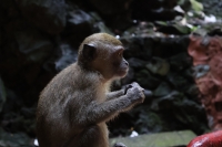Makakke auf einem Geländer (Foto: chari , Batu Caves, Selangor, Malaysia am 27.04.2025) [6196]