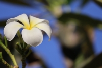 Blüte vor dem Bungalow (Foto: chari , Gili Meno, Lombok, Indonesien am 14.07.2026) [6320]