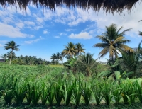 Blick ins Reisfeld vom Bungalow aus (Foto: katarina , Tetebatu, Lombok, Indonesien am 22.07.2026) [6374]