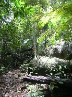 Rot-Gelb markierter Weg zum Gipfel (Foto: katarina , Gunung Gading, Sarawak, Malaysia am 09.12.2009) [160]