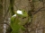 Hallo, hier ist Kermit, der Frosch! (Foto: philip , Willebadessen, Oberes Weserbergland 36, Deutschland am 13.03.2010) [1780]