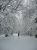 Schnee-Spuren (Foto: katarina , Velmerstot, Oberes Weserbergland 36, Deutschland am 14.02.2010) [1861]