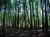 junge Buchen (Foto: philip , Bremsdorfer Mühle, Ostbrandenburgisches Heide- und Seengebiet 82, Deutschland am 12.09.2008) [2125]