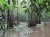 Jungletrek am Oxbow Lake mit Ahmad (Foto: katarina , Sungai Kinabatangan, Sabah, Malaysia am 22.02.2011) [2170]