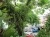 Behaarter Baum (Foto: chari , Miri, Sarawak, Malaysia am 03.03.2011) [2178]