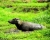 Wasserbüffel im Schlamm (Foto: katarina , Pelompek, Sumatra, Indonesien am 23.01.2012) [2705]