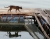 Katze am Fischzuchtbecken (Foto: katarina , Danau Maninjau, Sumatra, Indonesien am 29.01.2012) [2730]