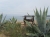 Blick durch die Agaven auf den Plage du Peru (Foto: chari , Cargèse, Korsika, Frankreich am 28.05.2012) [3460]