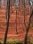 Die Herbstsonne malt Streifen (Foto: philip , Bremsdorfer Mühle, Ostbrandenburgisches Heide- und Seengebiet 82, Deutschland am 27.10.2013) [4045]