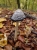 So viele Pilze haben wir gesehen... (Foto: philip , Heyerode, Thüringer Becken 47 48, Deutschland am 20.10.2013) [4049]