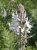 Es sieht hübsch aus, wenn die Asphodèlen im Frühling blühen. (Foto: katarina , Bastelica, Korsika, Frankreich am 27.05.2006) [4202]