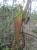 Kannenpflanze (Foto: chari , Bako National Park, Sarawak, Malaysia am 21.08.2014) [4271]