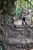 Aufstieg durch den Regenwald (Foto: chari , Gunung Sibayak, Sumatra, Indonesien am 16.04.2015) [4424]
