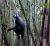 Thomas-Langur im Bambus (Foto: katarina , Bukit Lawang, Sumatra, Indonesien am 19.04.2015) [4431]