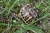 Schildkröte am Straßenrand (Foto: chari , Tavignano-Tal, Korsika, Frankreich am 15.10.2016) [4740]
