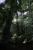 Regenwald Stimmung auf dem Weg zur Deer Cave (Foto: katarina , Gunung Mulu National Park, Sarawak, Malaysia am 03.01.2017) [4785]