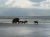 Bartschweinfamilie am Strand - Bearded Pig (Foto: chari , Bako National Park, Sarawak, Malaysia am 02.01.2012) [2779]