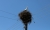 Storch auf Strommast (Foto: chari , Parga, Epirus, Griechenland am 07.04.2018) [5027]