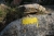 gelbe Markierung auf Stein (Foto: chari , Capu di u Vitullu, Korsika, Frankreich am 04.06.2019) [5186]