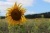 sonniges Sonnenblumen-Feld bei Brokhausen (Foto: chari , Horn-Bad Meinberg, Oberes Weserbergland 36, Deutschland am 04.08.2019) [5256]