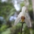 Orchidee, Eria coronaria (Foto: chari , Penang National Park, Penang, Malaysia am 15.12.2022) [5559]