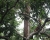 Orang Utan und Makakke im Baum (Foto: chari , Sepilok, Sabah, Malaysia am 24.01.2023) [5655]
