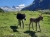 2 Glücksesel an der Alpenrose beim Aufstieg im Habachtal (Foto: katarina , Habachtal, Land Salzburg, Österreich am 19.08.2023) [5708]