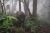 Rinder-Begegnung im Nebelwald (Foto: chari , Doi Pha Hom Pok National Park, Chiang Mai, Thailand am 17.01.2024) [5801]