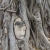 eingewachsener Buddha-Kopf im Wat Mahathat (Foto: chari , Ayutthaya, Ayutthaya, Thailand am 23.01.2024) [5823]