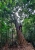 Jungle Trekking (Foto: katarina , Pulau Perhentian Besar, Terengganu, Malaysia am 04.05.2025) [6197]