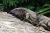 Monitor Lizard an der Westküste (Foto: chari , Pulau Perhentian Kecil, Terengganu, Malaysia am 06.05.2025) [6211]