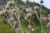 Distel (Foto: chari , Spillaio, Epirus, Griechenland am 05.06.2026) [6254]