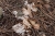 kleiner Frosch (Foto: chari , Samarina, Epirus, Griechenland am 06.06.2026) [6255]
