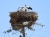 Störche mit Nachwuchs im Nest, Kleidonia (Foto: chari , Konitsa, Epirus, Griechenland am 07.06.2026) [6259]