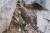 Alpenbraunelle (Foto: chari , Olympmassiv, Zentralmakedonien, Griechenland am 12.06.2026) [6287]