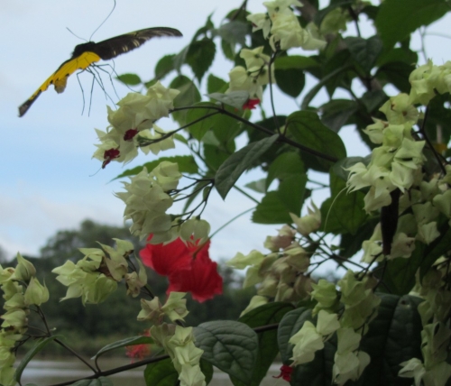 Erste Entdeckung - Borneo birdwing - Troides andromache (Foto: katarina , Abai, Sabah, Malaysia am 18.02.2011) [2350]